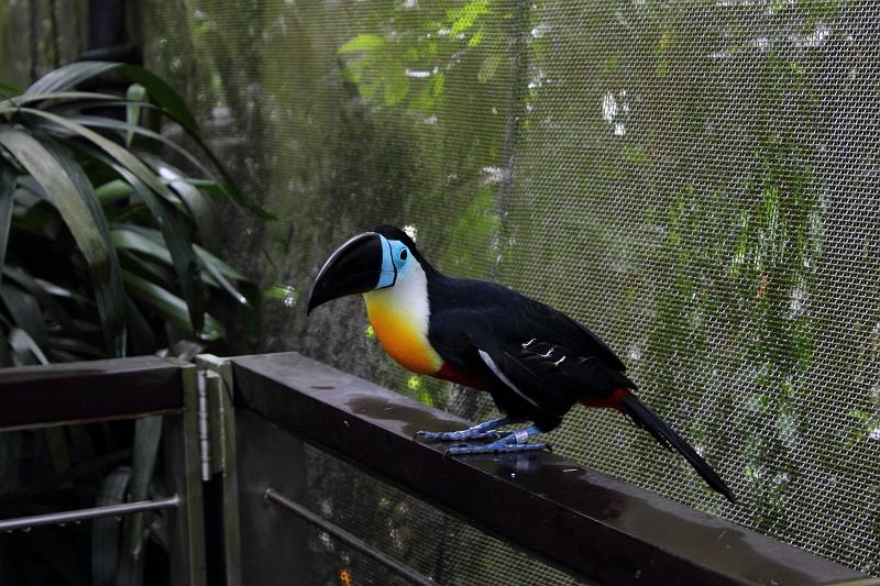 singapore191.JPG - Singapore Zoo