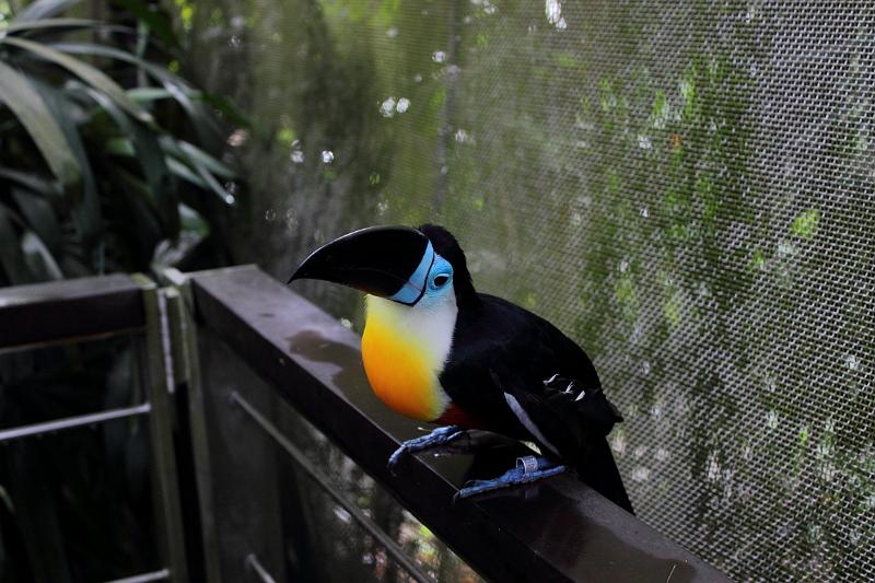 singapore192.JPG - Singapore Zoo