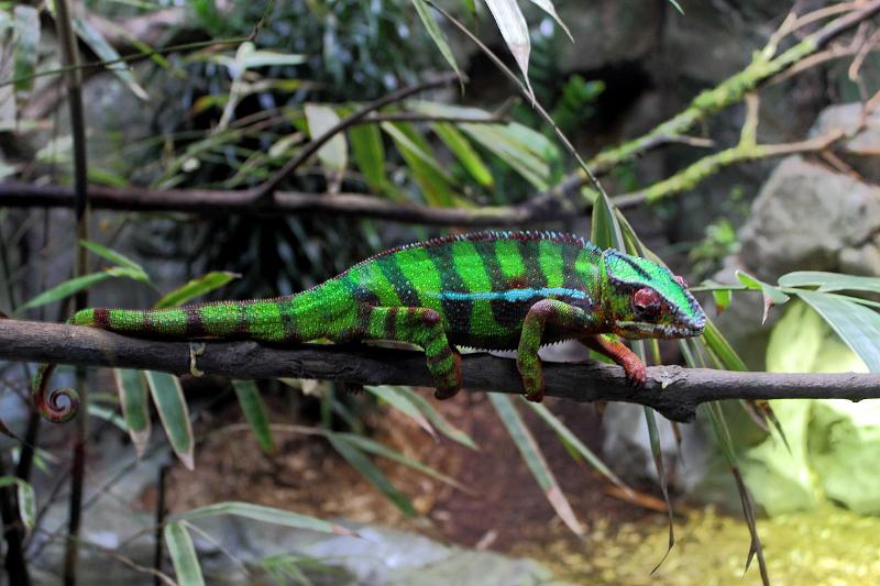 singapore194.JPG - Singapore Zoo