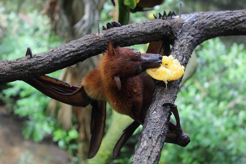 singapore197.JPG - Singapore Zoo
