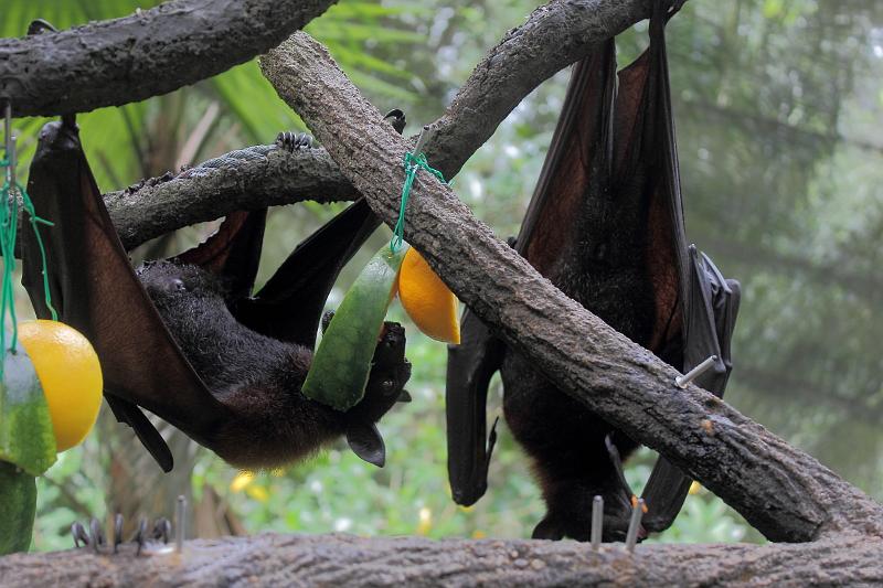 singapore198.JPG - Singapore Zoo