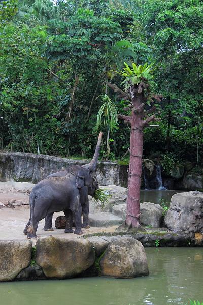 singapore199.JPG - Singapore Zoo