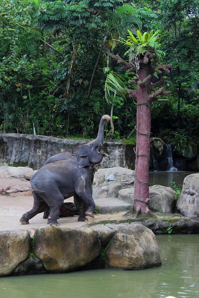 singapore200.JPG - Singapore Zoo