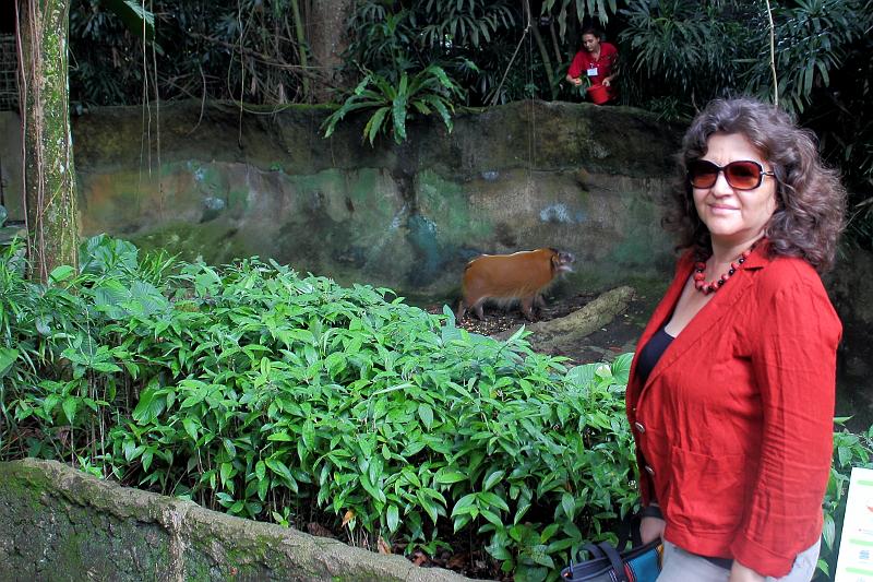 singapore202.JPG - Singapore Zoo - Red River Hog