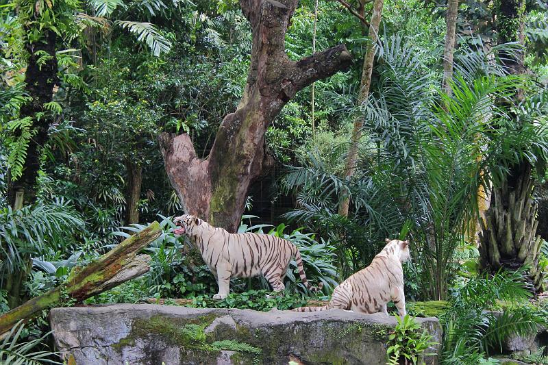 singapore204.JPG - Singapore Zoo