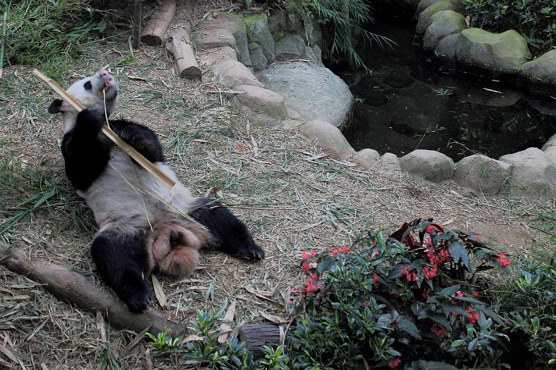 singapore205.JPG - Singapore Zoo