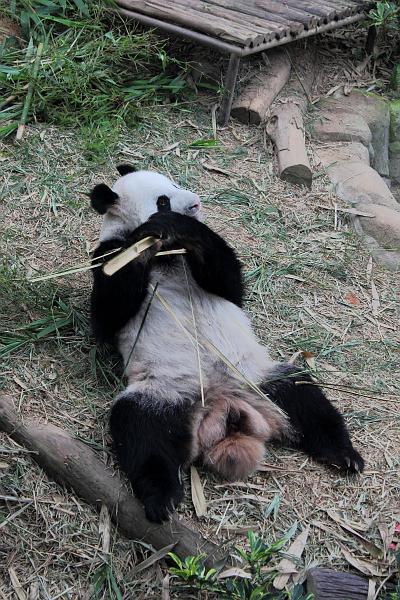 singapore206.JPG - Singapore Zoo