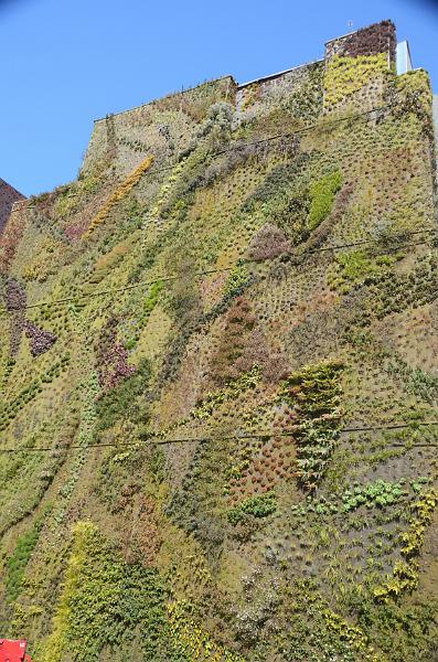 spain0001.jpg - Green Vertical Garden (wall) Madrid in the museum CaixaForum