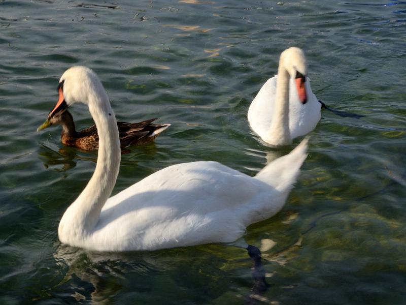 switz079.jpg - Lake Geneva