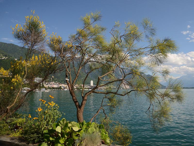 switz120.jpg - Montreux promenade