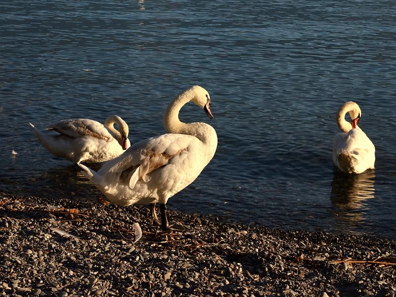 switz130.jpg - Vevey promenade