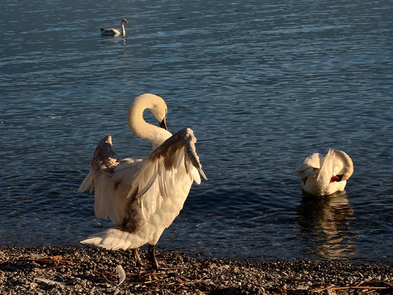 switz131.jpg - Vevey promenade