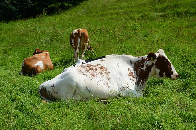 switz160.jpg - Gruyères