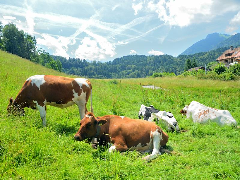 switz161.jpg - Gruyères