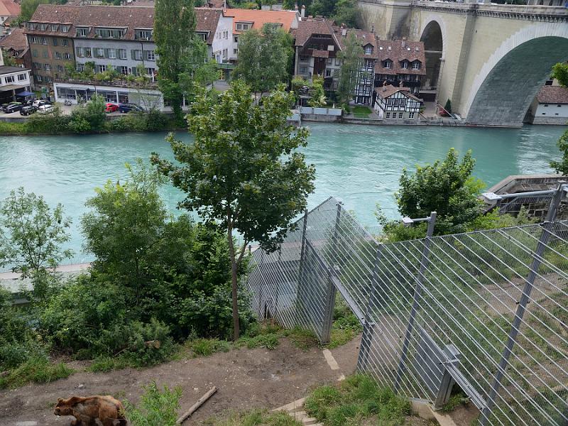 switz215.jpg - Bears in the outdoor enclosure on the river Aare, Bern