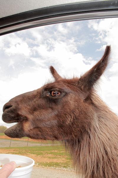 virgin3160.JPG - Safari in Virginia