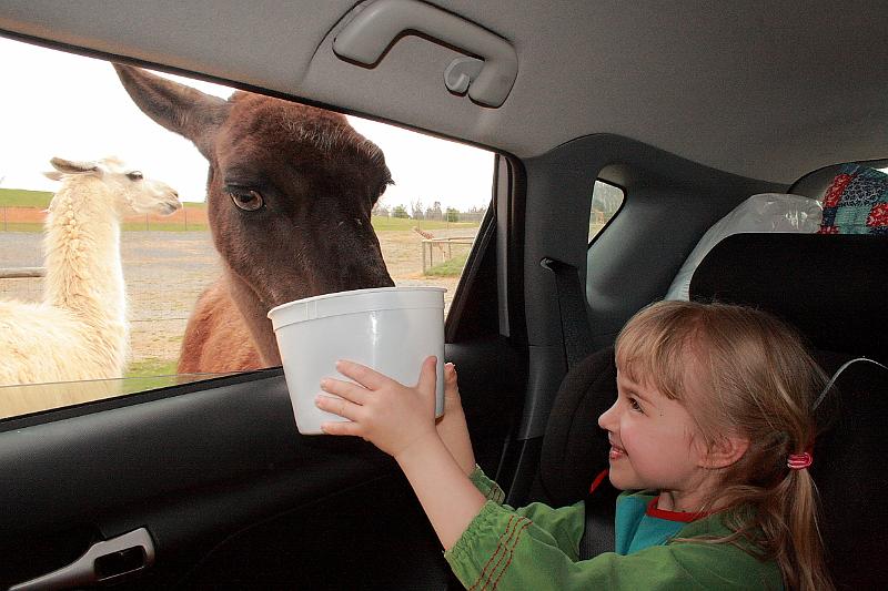 virgin3161.JPG - Safari in Virginia