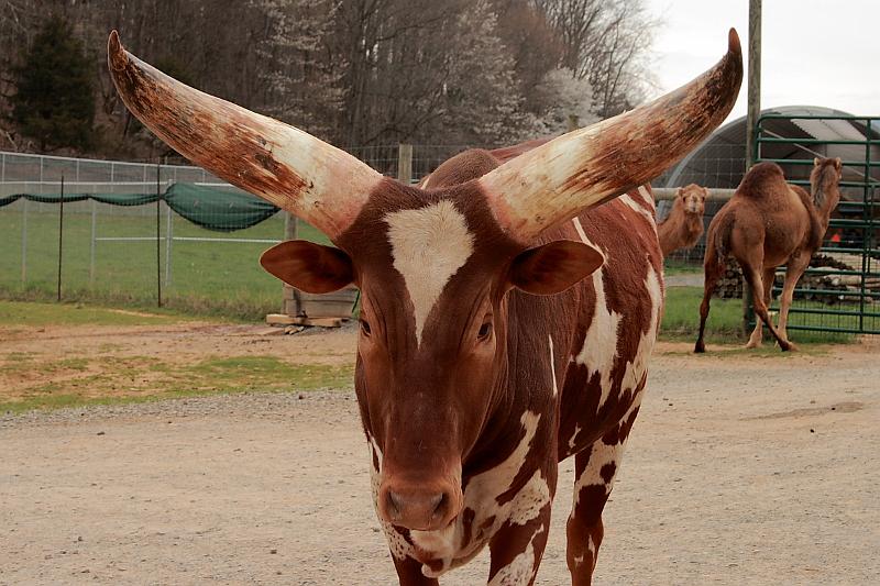 virgin3163.JPG - Safari in Virginia