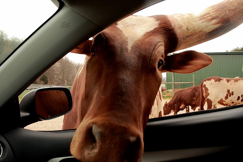 virgin3164.JPG - Safari in Virginia
