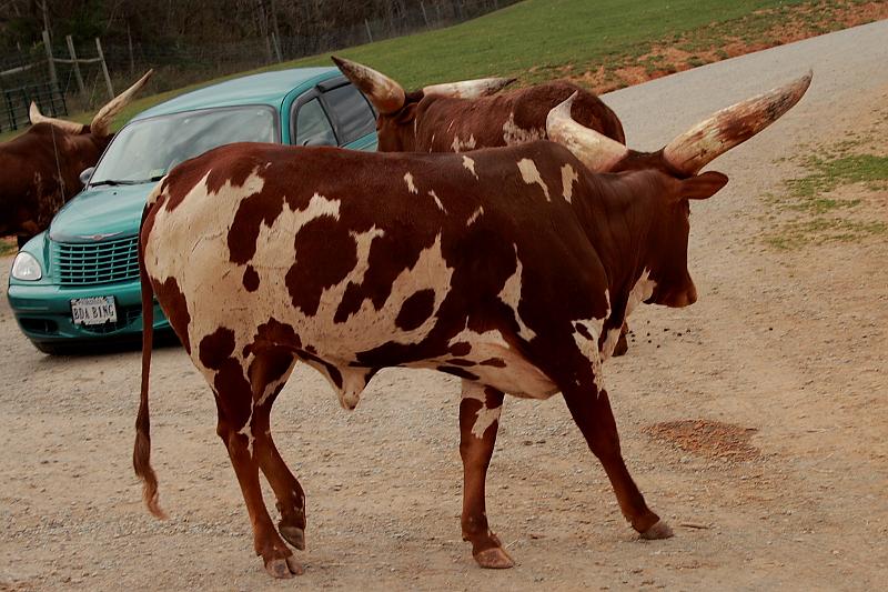 virgin3166.JPG - Safari in Virginia