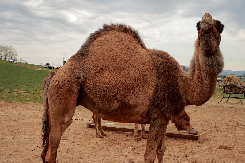 virgin3167.JPG - Safari in Virginia