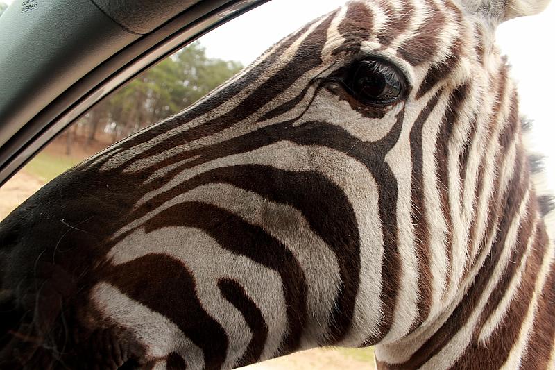 virgin3168.JPG - Safari in Virginia