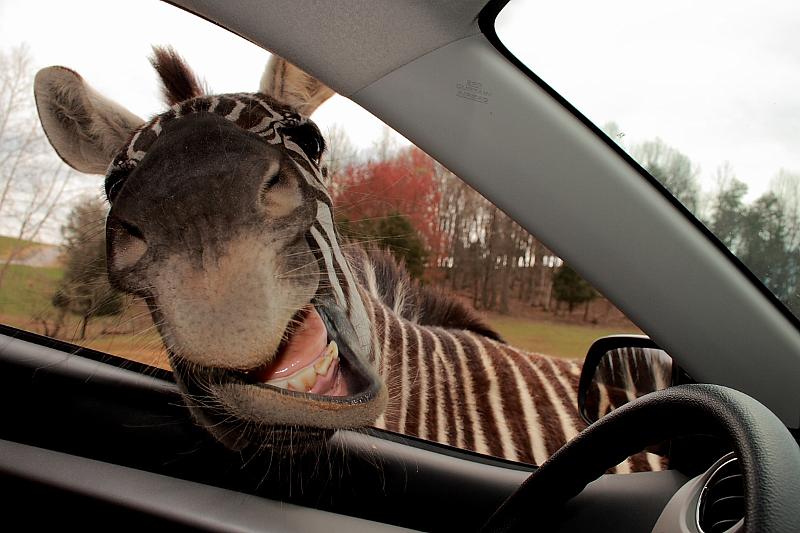 virgin3170.JPG - Safari in Virginia