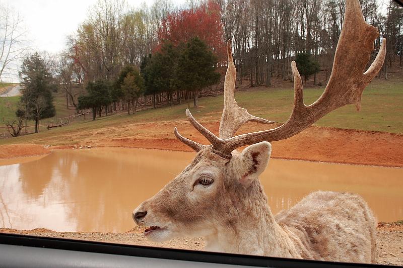 virgin3171.JPG - Safari in Virginia