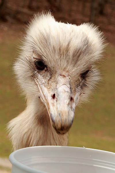 virgin3172.JPG - Safari in Virginia