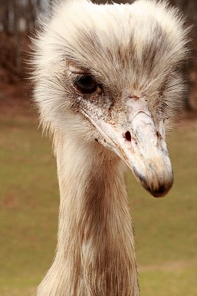 virgin3173.JPG - Safari in Virginia