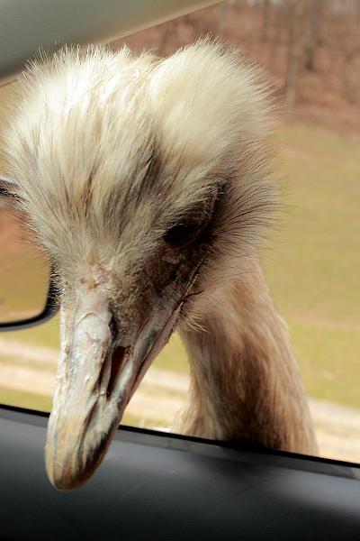 virgin3174.JPG - Safari in Virginia