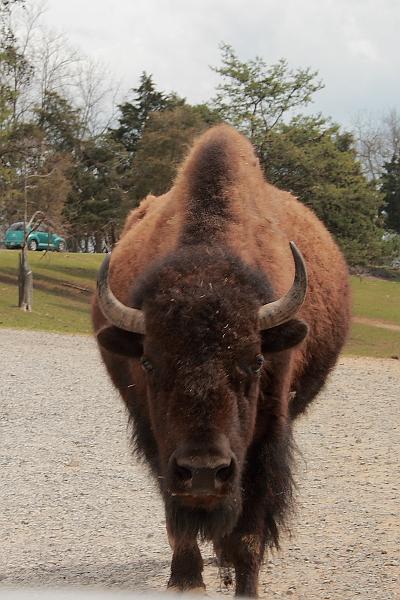 virgin3175.JPG - Safari in Virginia