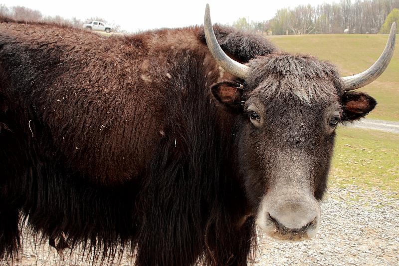 virgin3177.JPG - Safari in Virginia