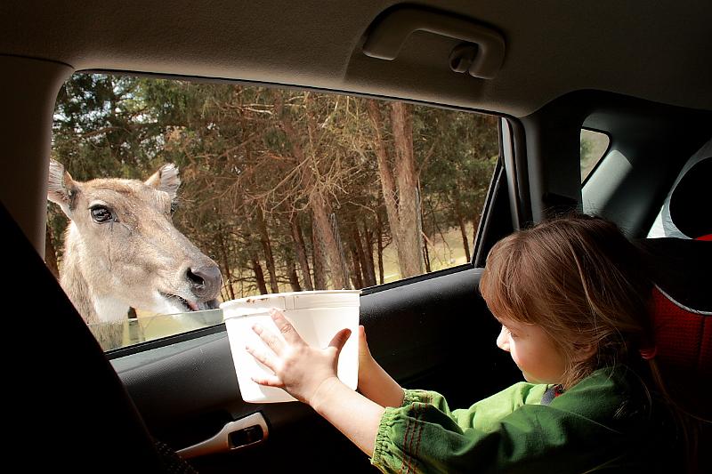 virgin3178.JPG - Safari in Virginia