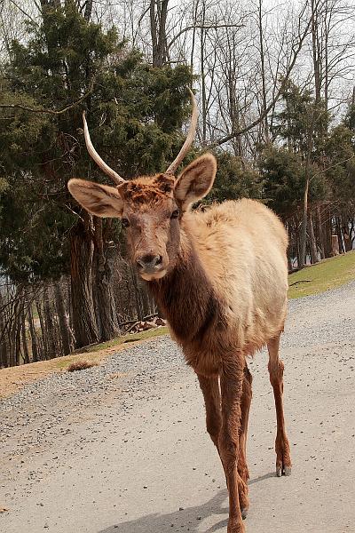 virgin3179.JPG - Safari in Virginia