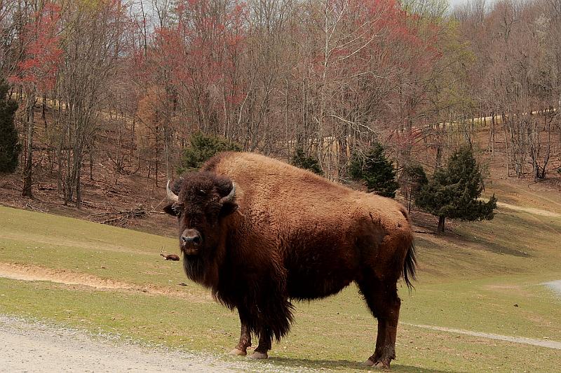 virgin3180.JPG - Safari in Virginia