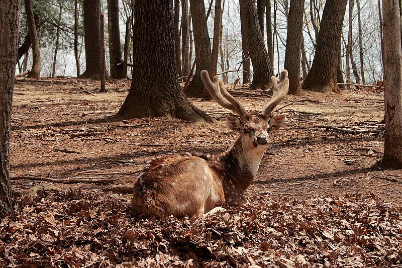 virgin3182.JPG - Safari in Virginia