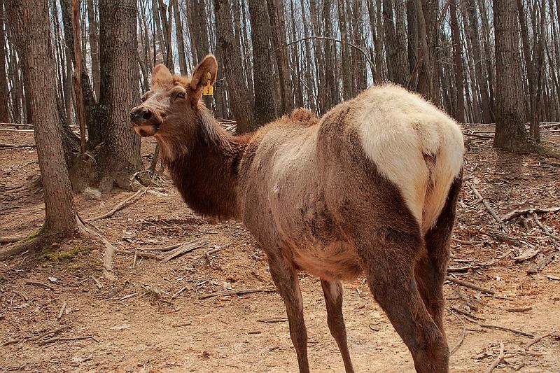 virgin3183.JPG - Safari in Virginia