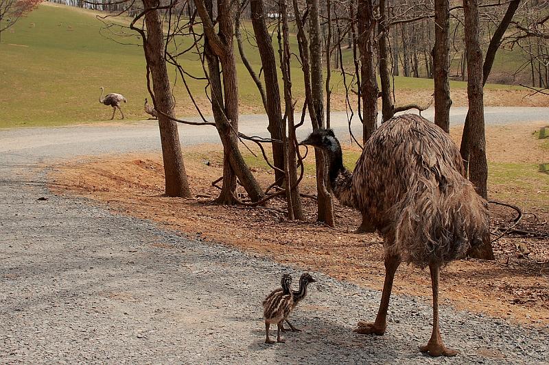 virgin3184.JPG - Safari in Virginia