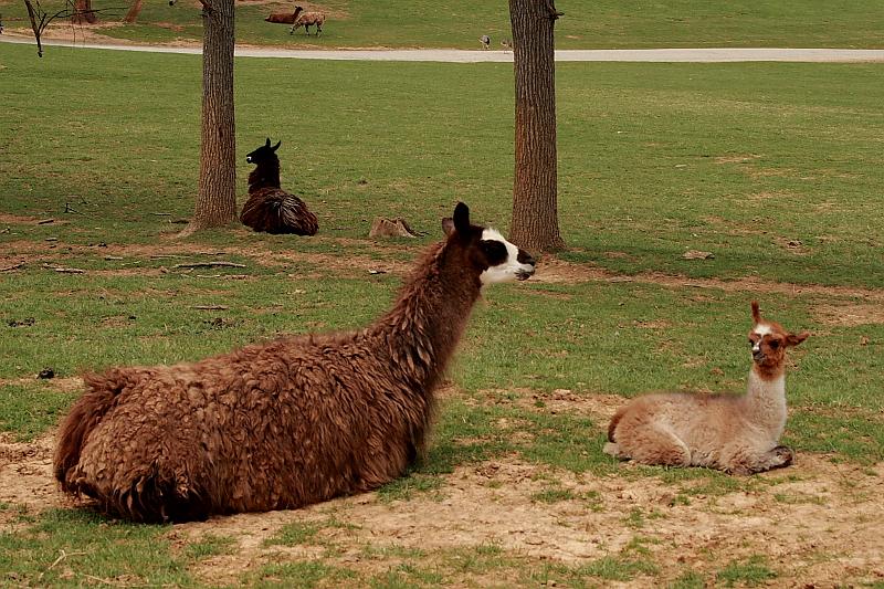 virgin3185.JPG - Safari in Virginia