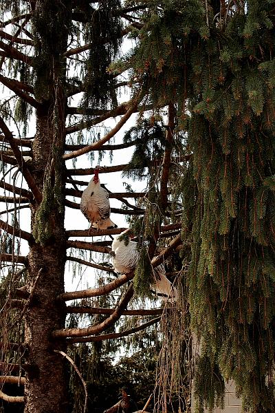 virgin3193.JPG - Zoo in Virginia