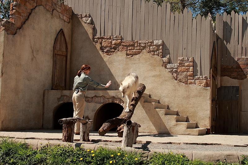 virgin3208.JPG - Busch Gardens, Performance with a Wolf