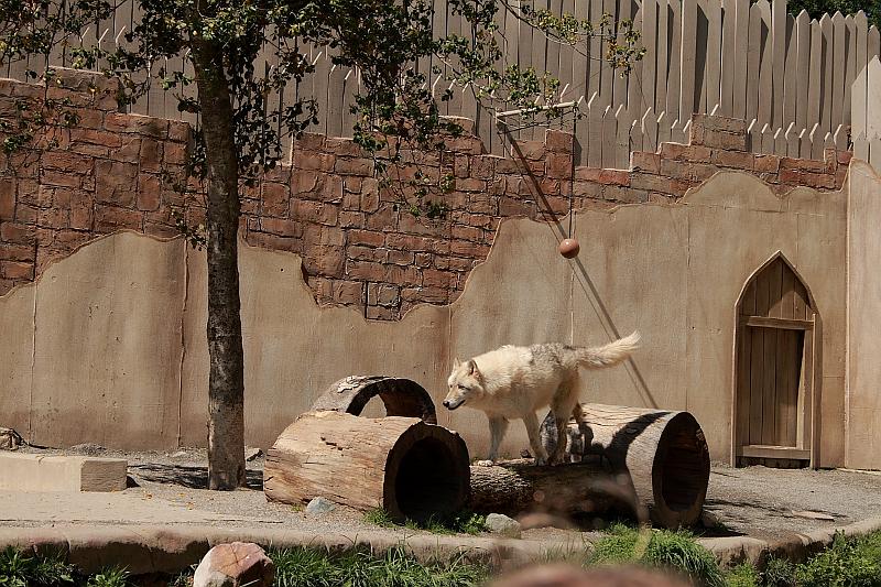 virgin3209.JPG - Busch Gardens, Performance with a Wolf