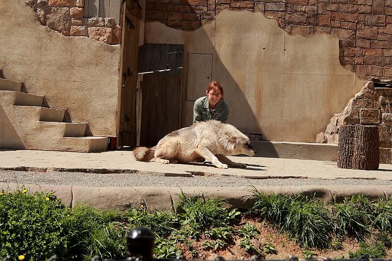 virgin3210.JPG - Busch Gardens, Performance with a Wolf