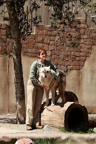 virgin3211.JPG - Busch Gardens, Performance with a Wolf