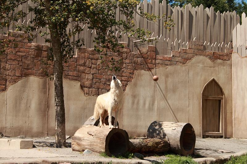 virgin3212.JPG - Busch Gardens, Performance with a Wolf