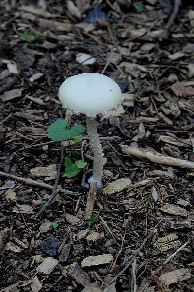 virg5026.JPG - Trail near Crystal Caverns