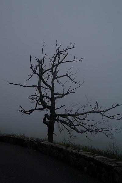 virg5039.JPG - Skyline Drive