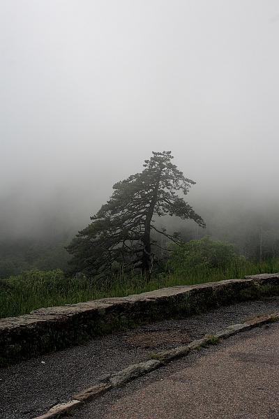 virg5040.JPG - Skyline Drive