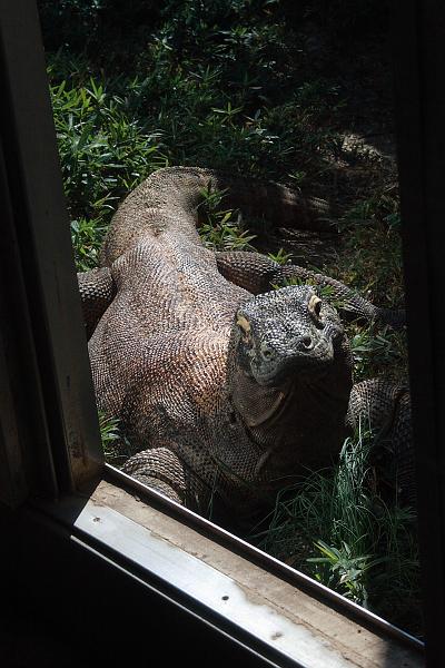 wash5780.JPG - Wasington DC zoo